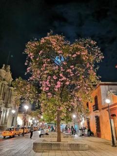 M6 Feel at home in Oaxaca - Città di Oaxaca - 5
