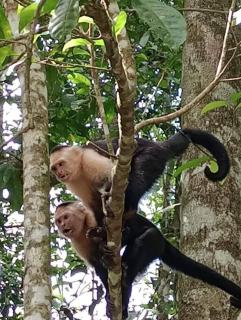 Forest Love - Quepos - 3