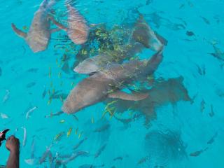 Ninos K.Guraidhoo - Guraidhoo - 1