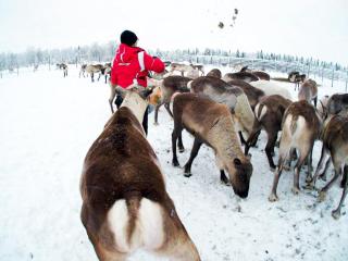 Authentic Countryhouse at the Reindeer Farm - 9