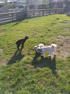 Bruce Farm Alpaca Cabin 2 by Tiny Away - Balclutha - 5
