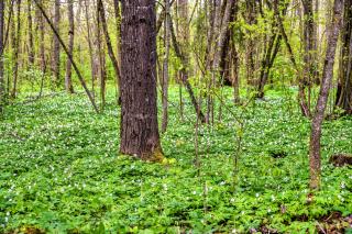 Vila Valentino -  - 9