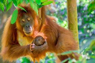 Sumatran OrangutanTRAILS - Bukit Lawang - 0
