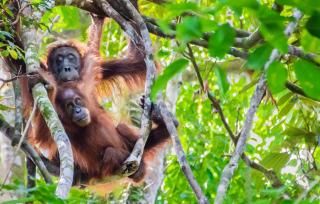 Sumatran OrangutanTRAILS - Bukit Lawang - 8