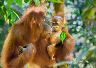 Sumatran OrangutanTRAILS - Bukit Lawang - 7