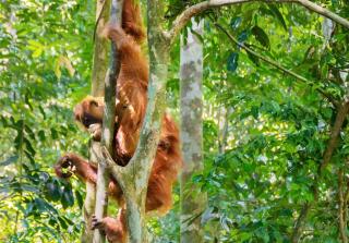 Sumatran OrangutanTRAILS - Bukit Lawang - 6