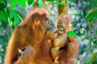 Sumatran OrangutanTRAILS - Bukit Lawang - 1