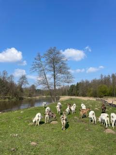 Pokoje Stajnia Kaliska - 5
