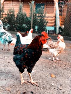 Pokoje Stajnia Kaliska - 6