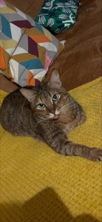 Przestronne mieszkanie w Śródmieściu, Gdansk - Gdansk - 1