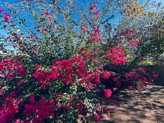 Central Phoenix, great for kids & pets, big backyard! - 2