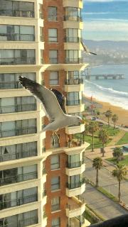 Mar Mall Depto Frente al Mar primera linea - 0