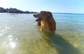 4 Gilchrist Rd - pet friendly, air con, Wi-Fi - Salamander Bay - 0