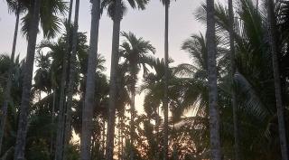 Gold Coast Resort - Diglipur - 2