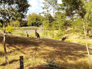 Purple House - corner spa, views and wildlife - Hepburn Springs - 5