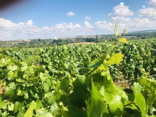 Le gite du pigeonnier - 1