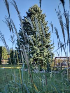 Siedlisko Jelonki - 0