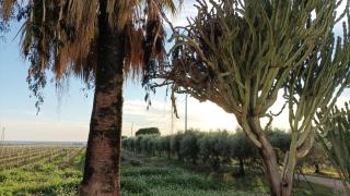 Casa Bouganville villetta tra le vigne e il mare - Menfi - 5
