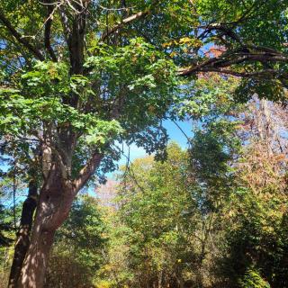 Greentree Pacific House - 9