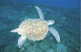 Coconut point lodge - Kumbalgama - 1