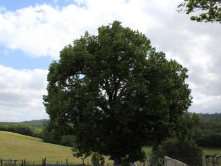 Maison rustique en pierre avec jardin et cheminée près de Sarlat - FR-1-616-385 - Marcillac-Saint-Quentin - 5