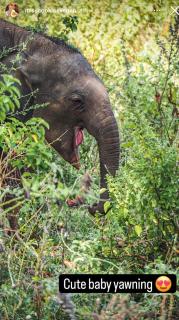 Chill House Udawalawa - 3