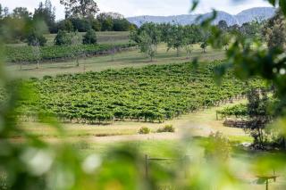 Travertine Vineyard Retreat - Stay Among the Vines - Pokolbin - 6