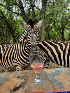 Kruger Amani Bush Retreat - 4