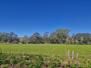 Merwespont Guesthouses#DieHouthuis#Die Wyntenke#A Snoozer's Cottage# - Bonnievale - 5