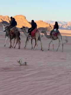 Bedouin Horizon hotel - Wadi Rum - 3