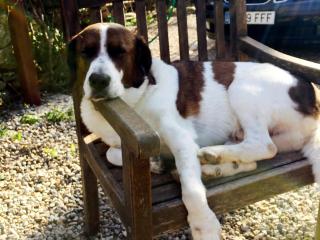 Mas Torrencito Pet Friendly - 1