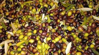 i due cipressi - Bed & Breakfast - Santa Fiora - 8