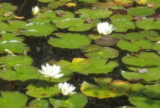 Nantahala Spiritual Retreat - Remote and Peaceful! - Topton - 2
