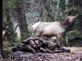 Chalet-style cabin near Mt. Rainier and Crystal - 8