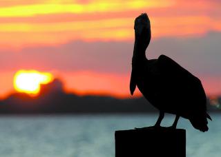 Dunes of Panama A-206 - 8