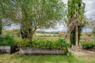 Morning Sun Vineyard - 4