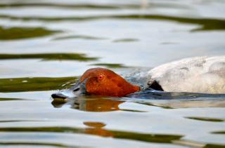 Domaine du Ris de Feu Chambres d'hôtes de charme - 1