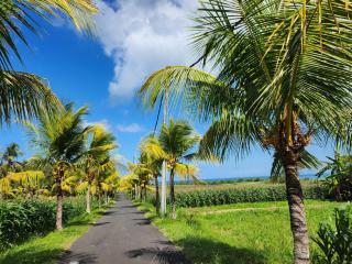 United Colors of Bali Nature - 3