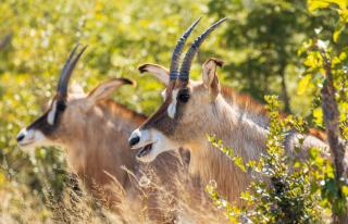 Naka Lodge - Makgodu - 2