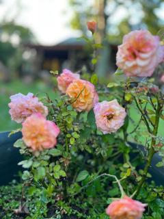 Greenfern Lodge and Chalets - 3