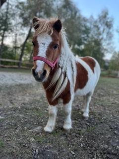 Siedlisko Besarabka - 5