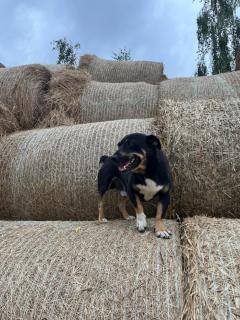 Siedlisko Besarabka - 7