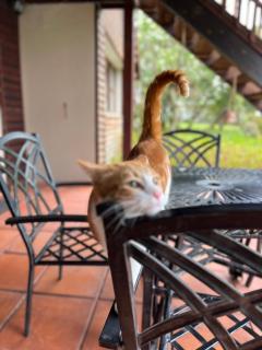 Greenfern Lodge and Chalets - 8