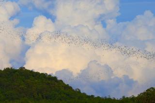 Bat Cave Glamping Khao Yai - Wangkata - 7
