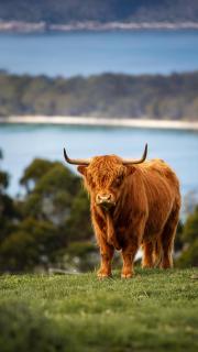 Ruby's Cottage Farm Stay - Port Arthur - 6