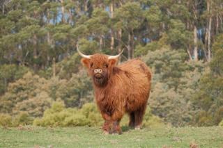 Ruby's Cottage Farm Stay - Port Arthur - 8