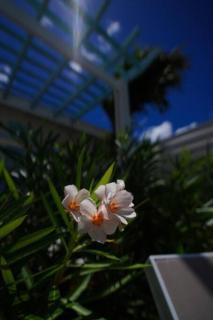 Meraki Casita - a charming boutique vacation rental - Eagle Beach - 5