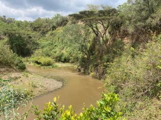 Echoes of Eden: Forest Haven - Naivasha - 9
