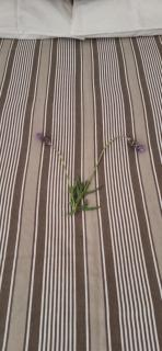 De Rust Karoo Cottages - 8