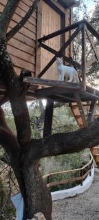 Cabaña del árbol Lavagarural - Villanueva del Rosario - 3